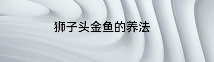 狮子头金鱼的养法