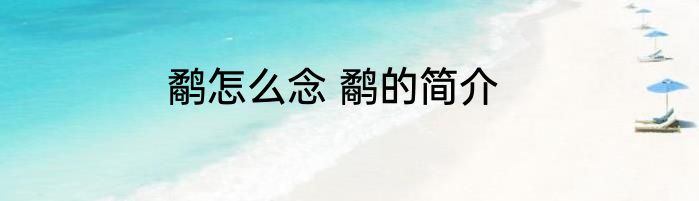 鹬怎么念 鹬的简介