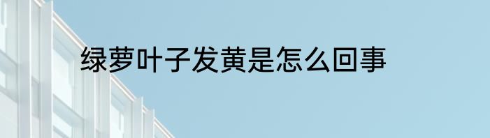 绿萝叶子发黄是怎么回事