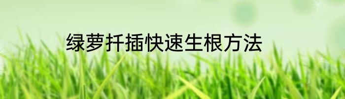 绿萝扦插快速生根方法