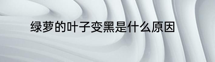 绿萝的叶子变黑是什么原因