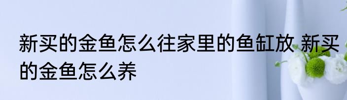 新买的金鱼怎么往家里的鱼缸放 新买的金鱼怎么养
