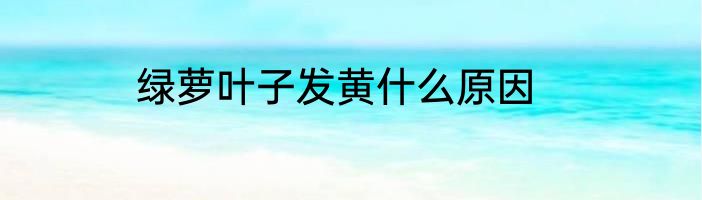 绿萝叶子发黄什么原因