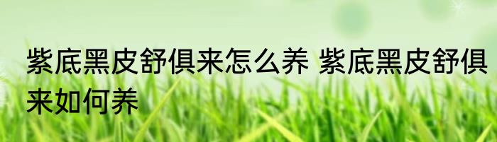 紫底黑皮舒俱来怎么养 紫底黑皮舒俱来如何养
