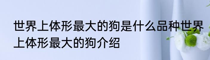世界上体形最大的狗是什么品种世界上体形最大的狗介绍