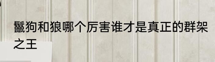 鬣狗和狼哪个厉害谁才是真正的群架之王