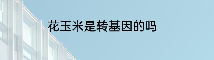 花玉米是转基因的吗