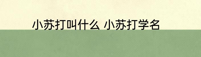 小苏打叫什么 小苏打学名
