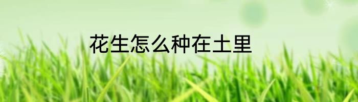 花生怎么种在土里