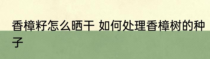香樟籽怎么晒干 如何处理香樟树的种子