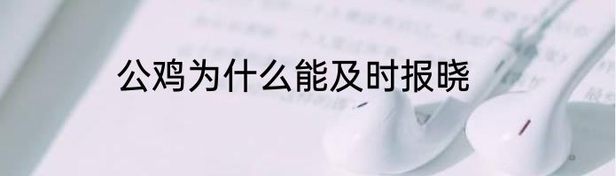 公鸡为什么能及时报晓