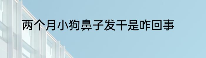 两个月小狗鼻子发干是咋回事