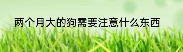 两个月大的狗需要注意什么东西