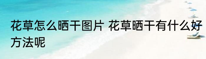 花草怎么晒干图片 花草晒干有什么好方法呢