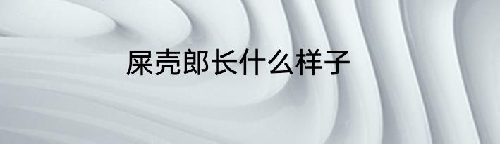 屎壳郎长什么样子