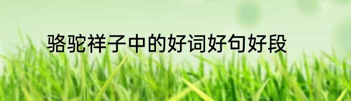 骆驼祥子中的好词好句好段