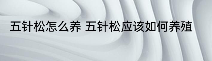 五针松怎么养 五针松应该如何养殖