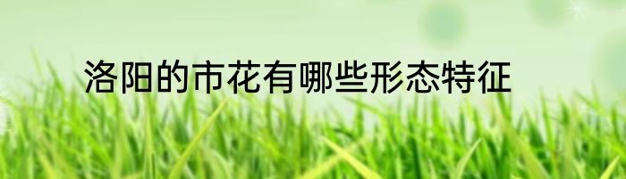 洛阳的市花有哪些形态特征