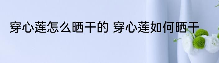 穿心莲怎么晒干的 穿心莲如何晒干