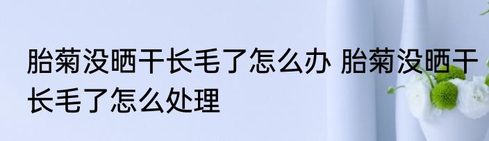 胎菊没晒干长毛了怎么办 胎菊没晒干长毛了怎么处理