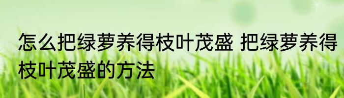 怎么把绿萝养得枝叶茂盛 把绿萝养得枝叶茂盛的方法