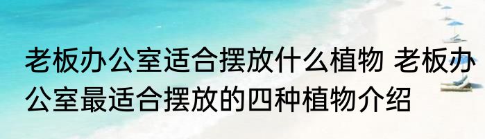 老板办公室适合摆放什么植物 老板办公室最适合摆放的四种植物介绍