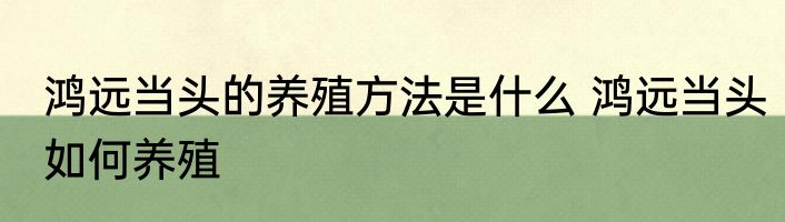 鸿远当头的养殖方法是什么 鸿远当头如何养殖