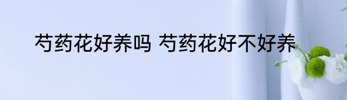 芍药花好养吗 芍药花好不好养