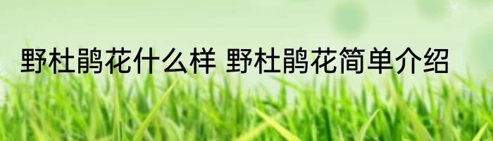 野杜鹃花什么样 野杜鹃花简单介绍