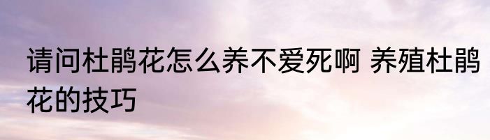 请问杜鹃花怎么养不爱死啊 养殖杜鹃花的技巧