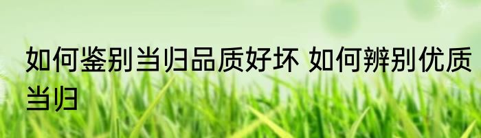 如何鉴别当归品质好坏 如何辨别优质当归