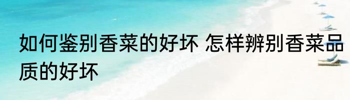 如何鉴别香菜的好坏 怎样辨别香菜品质的好坏