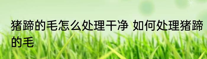 猪蹄的毛怎么处理干净 如何处理猪蹄的毛