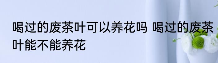 喝过的废茶叶可以养花吗 喝过的废茶叶能不能养花