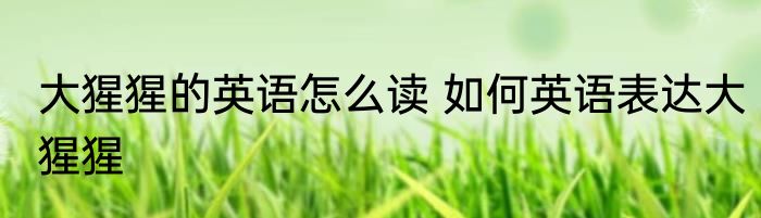 大猩猩的英语怎么读 如何英语表达大猩猩