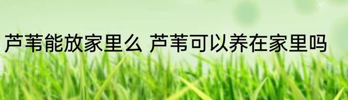 芦苇能放家里么 芦苇可以养在家里吗