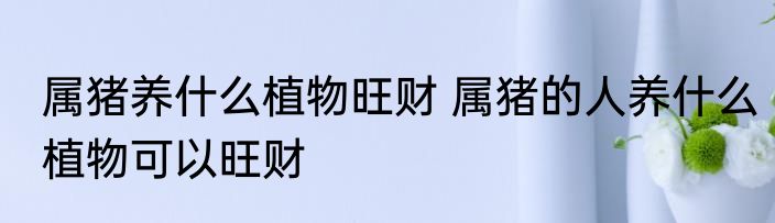 属猪养什么植物旺财 属猪的人养什么植物可以旺财