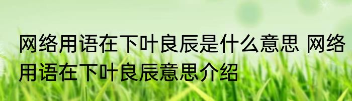 网络用语在下叶良辰是什么意思 网络用语在下叶良辰意思介绍