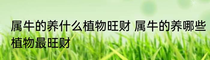 属牛的养什么植物旺财 属牛的养哪些植物最旺财