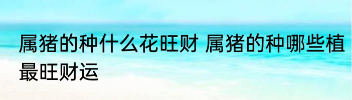 属猪的种什么花旺财 属猪的种哪些植最旺财运