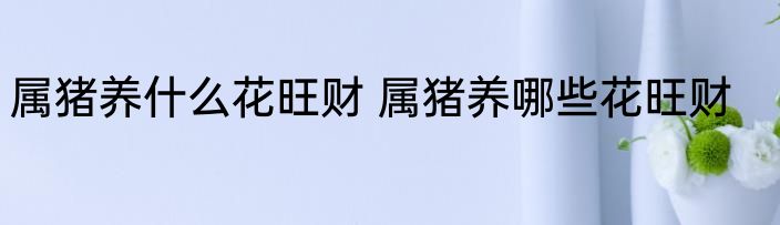 属猪养什么花旺财 属猪养哪些花旺财