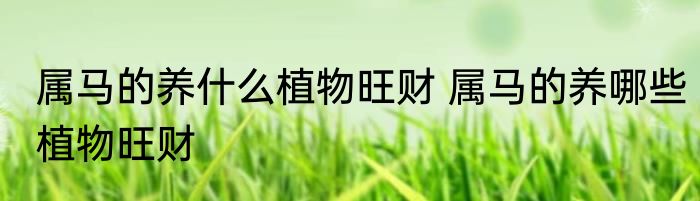属马的养什么植物旺财 属马的养哪些植物旺财