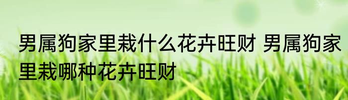 男属狗家里栽什么花卉旺财 男属狗家里栽哪种花卉旺财