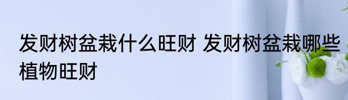 发财树盆栽什么旺财 发财树盆栽哪些植物旺财