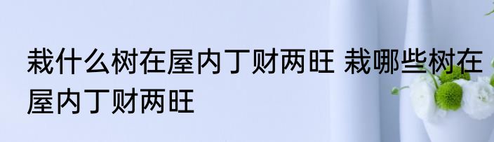 栽什么树在屋内丁财两旺 栽哪些树在屋内丁财两旺