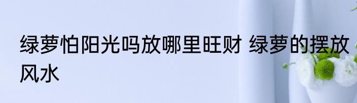 绿萝怕阳光吗放哪里旺财 绿萝的摆放风水