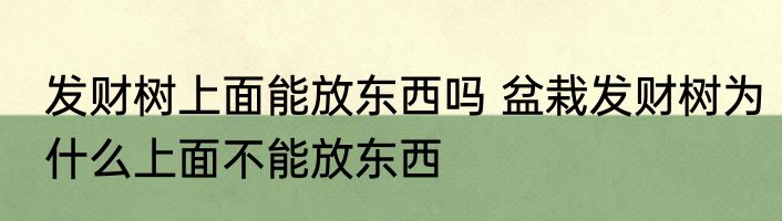 发财树上面能放东西吗 盆栽发财树为什么上面不能放东西