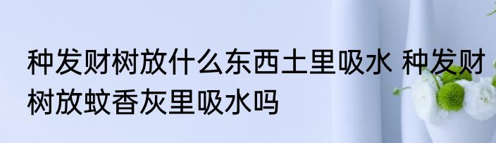 种发财树放什么东西土里吸水 种发财树放蚊香灰里吸水吗