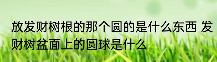 放发财树根的那个圆的是什么东西 发财树盆面上的圆球是什么