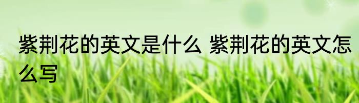 紫荆花的英文是什么 紫荆花的英文怎么写